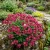 Arabis Wall Rock Cress Spring Charm Arabis Blepharophylla Seeds