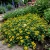 Zinnia Creeping Sanvitalia Procumbens Seeds