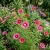 Cosmos Gloria Cosmos Bipinnatus Seeds