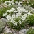Edelweiss Leontopodium Alpinum Seeds