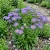 Erigeron Azure Fairy Erigeron Speciosus Seeds