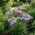 Erigeron Macranthus Erigeron Speciosus Seeds