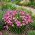 Erigeron Pink Jewel Erigeron Speciosus Seeds