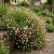 Erigeron Profusion Erigeron Karvinskianus Seeds