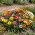 Gazania Garden Leader Mix Gazania Rigens Seeds