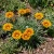 Gazania Garden Leader Red Striped Gazania Rigens Seeds