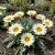 Gazania Garden Leader White Gazania Rigens Seeds
