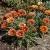 Gazania Kiss Bronze Gazania Rigens Seeds