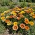 Gazania Logro Striped Mix Gazania Rigens Seeds