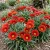 Gazania Red Shades Gazania Rigens Seeds