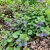Ground Ivy Glechoma Hederacea Seeds