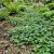Ground Ivy Glechoma Hederacea Seeds 2
