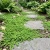 Green Carpet Rupturewort Herniaria Glabra Seeds 2