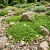 Green Carpet Rupturewort Herniaria Glabra Seeds