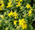 St. John's Wort Trailing Hypericum Cerastoides Seeds 2