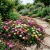 Ice Plant Mix Dorotheanthus Bellidiformis Seeds