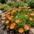 Ice Plant Gelato Orange Dorotheanthus Bellidiformis Seeds 