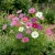 Cosmos Sensation Mix Cosmos Bipinnatus Seeds  2
