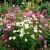 Cosmos Sensation Mix Cosmos Bipinnatus Seeds 