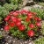 Ice Plant Gelato Bright Red Dorotheanthus Bellidiformis Seeds
