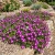  Ice Plant Purple Stardust Delosperma Floribunda Seeds