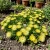 Ice Plant Gelato Yellow Dorotheanthus Bellidiformis Seeds