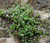 Kenilworth Ivy Cymbalaria Muralis Seeds