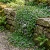 Kenilworth Ivy Cymbalaria Muralis Seeds