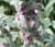 Lamb's Ear Stachys Byzantina Lanata Seeds 2