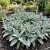 Lamb's Ear Stachys Byzantina Lanata Seeds