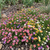 Leptosiphon French Hybrids Mix Leptosiphon Hybrida Seeds 