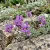 Alpine Toadflax Linaria Alpina Seeds