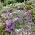 Alpine Toadflax Linaria Alpina Seeds p2