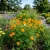 Cosmos Sulphur Orange Cosmos Sulphureus Seeds