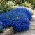  Lobelia Blue Carpet Lobelia Erinus Seeds