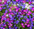 Lobelia Riviera Mix Lobelia Erinus Seeds