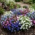 Lobelia Riviera Mix Lobelia Erinus Seeds