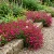 Lobelia Rosamond Lobelia Erinus Seeds