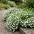 Lobelia White Lady Lobelia Erinus Seeds