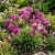 Catchfly Alpine Lychnis Alpina Seeds