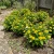 Melampodium Butter Daisy Melampodium Divaricatum Seeds