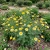 Daisy Garland Chrysanthemum Coronarium Seeds