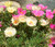 Moss Rose Mix Portulaca Grandiflora Seeds 2