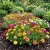 Moss Rose Mix Portulaca Grandiflora Seeds 