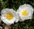 Moss Rose White Portulaca Grandiflora Seeds