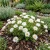 Moss Rose White Portulaca Grandiflora Seeds