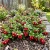 Lingonberry Vaccinium Vitis-idaea Seeds