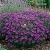 Cup Flower Purple Robe Nierembergia Hippomanica Seeds