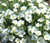 Cup Flower White Robe Nierembergia Hippomanica Seeds