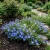Chilean Bellflower Blue Nolana Paradoxa Seeds
